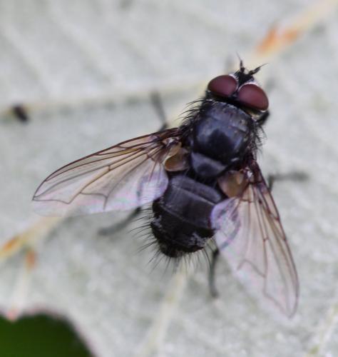 Pollenia sp.